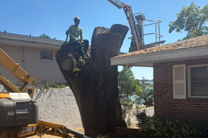 A Top Choice crew member standing on a large oak trunk being taken down in sections, with a lift beside the house
